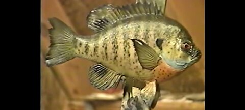 How to Paint a Bluegill