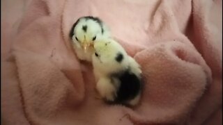 And then there were two, Belgian D'uccle chicks 29th November 2021