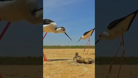 Such Amazing birds chirping shorts video #shorts (2)