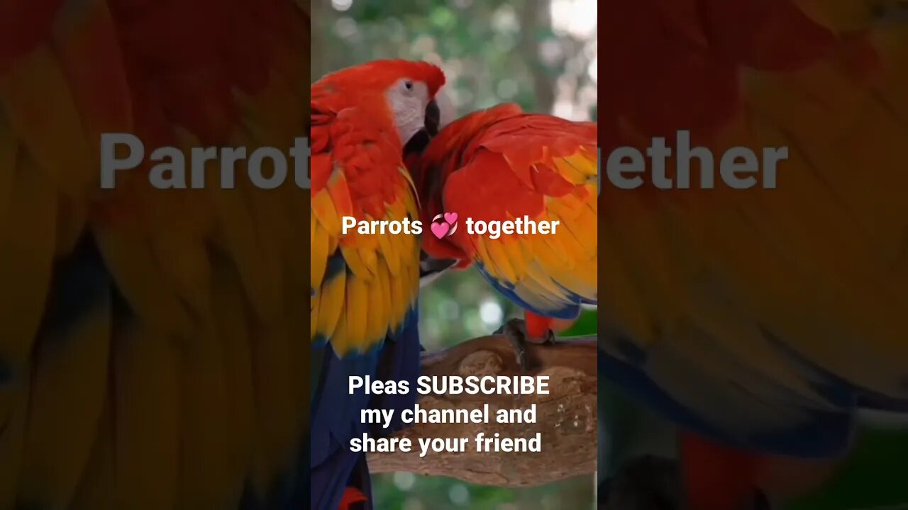 parrots love videos || #parrots || #animals || #shorts || #birds