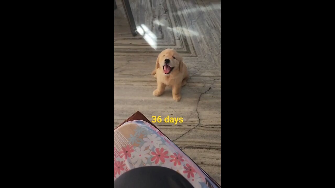 Puppy vs Now @shorts @ytshorts @trending @viral @dog @goldenretriever @funny