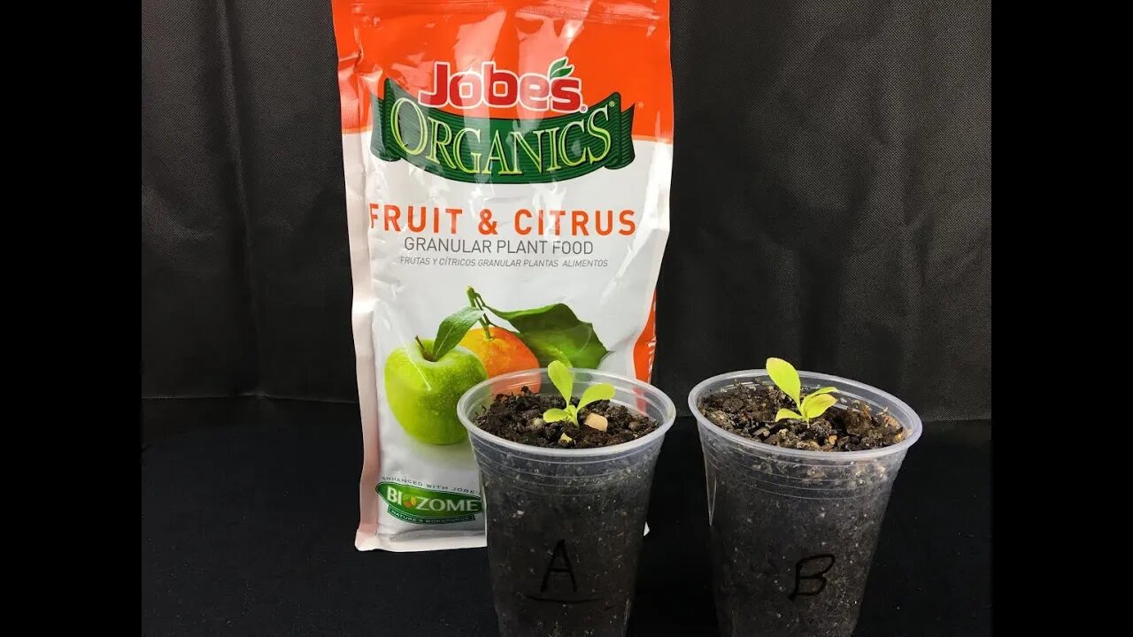 Saturday Projects™.com | Testing Jobe's Organics Fruit & Citrus Tree Fertilizer - Day 1