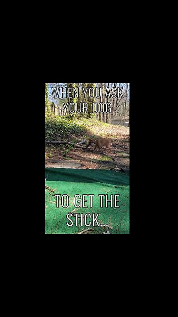 When You Ask Your Dog To Get The Stick