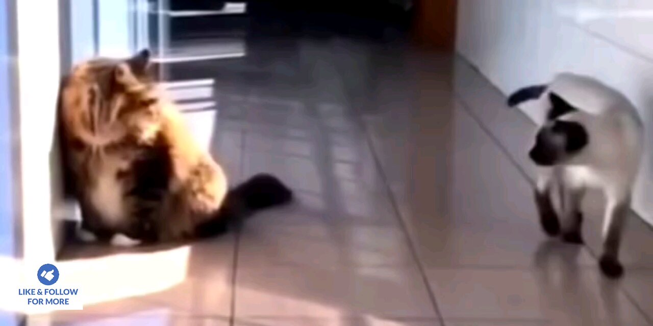 Funniest*Cat*Tallent*Verry*Clavor*fun*video_🤣🤣