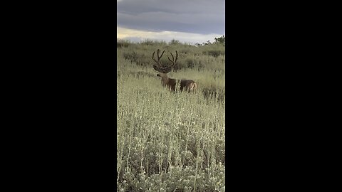 Book Cliffs Buck at 35 Yards