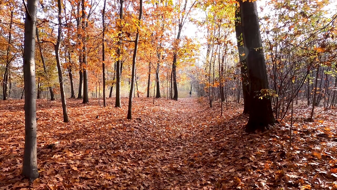 Majestic fall Forrest