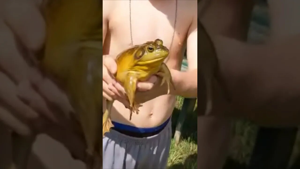 Have you ever heard a Bullfrog Scream?