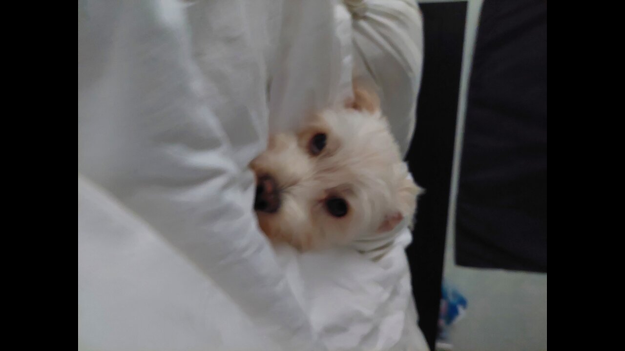 Latte loves fridge