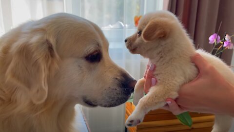 Golden Retriever Meets a Puppy like himself