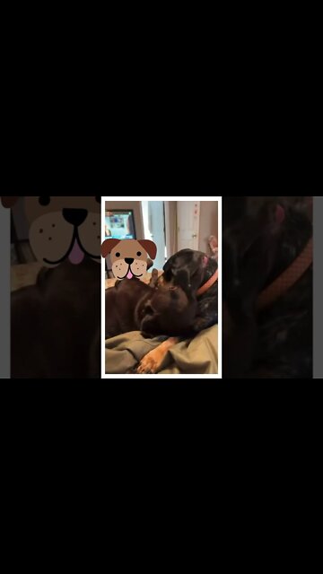 #Labrador loves his #BlueTick sister! #Shorts