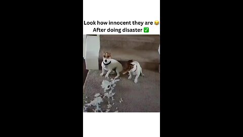 When your dogs act innocent after destroying everything! 🐾😂 ‘I’m talking to YOU!’ #GuiltyButCute