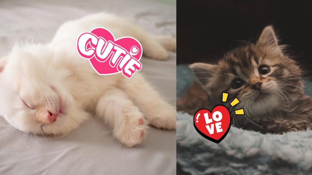 cute cats video| cute pets video😍|cute pets animal video|new cute pets video| cute cats pets❤️🤩