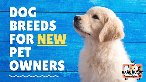 The Right Paw: Dog breeds for New Pet Owners