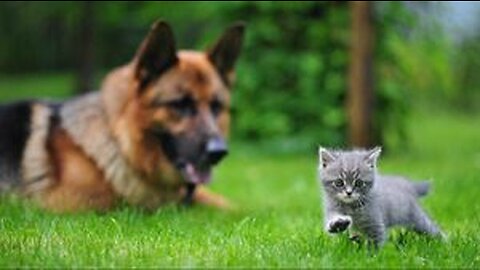 Funniest Cat and Dog Videos