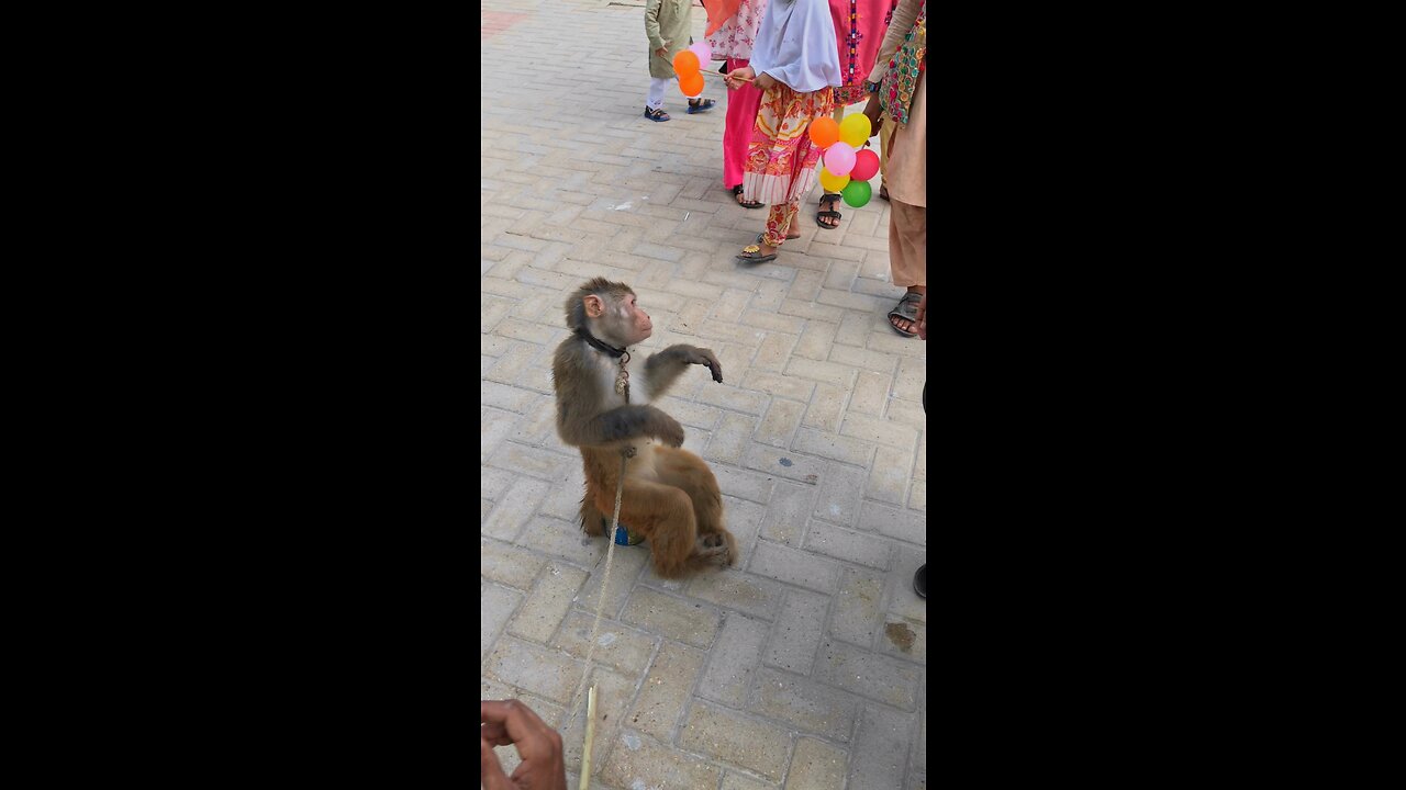 Funny monkey fun videos video kids enjoying