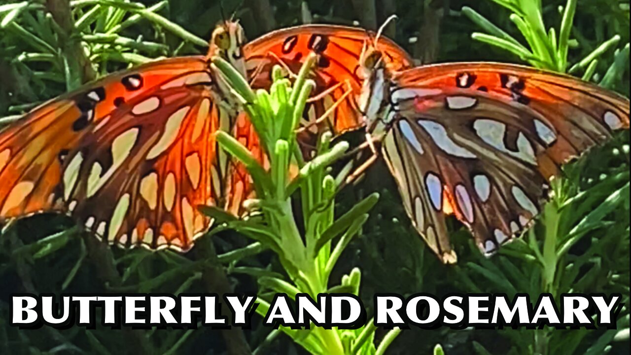 BUTTERFLY AND ROSEMARY #butterfly #rosemary #nature #brasil #usa