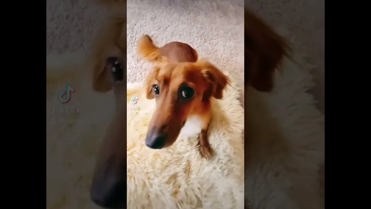 doggy slow-mo