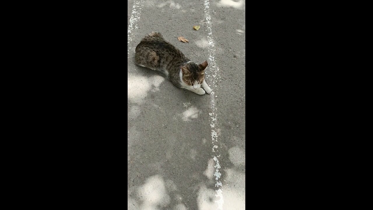 A cute and beautiful cat is resting