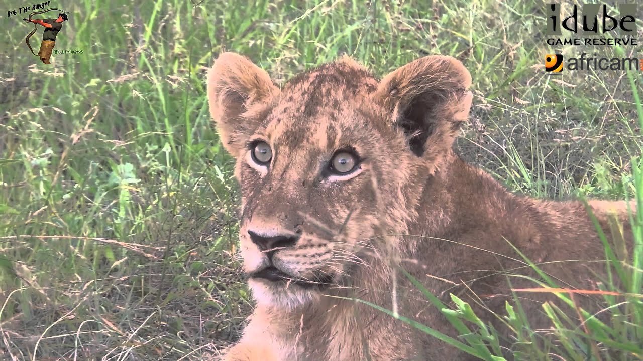 Daughters Of The Mapogo Lions - Rebuilding The Othawa Pride - 33: Afternoon Nap