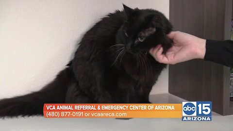 VCA Animal Referral & Emergency Center of Arizona advises on holiday sweets and your pets