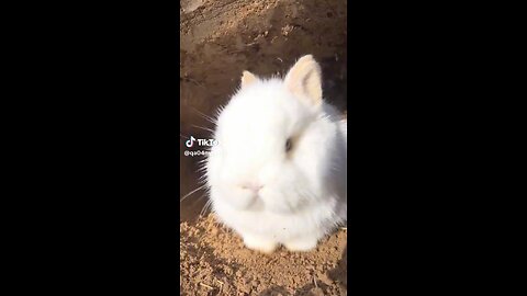 Rabbit 🐇🐰