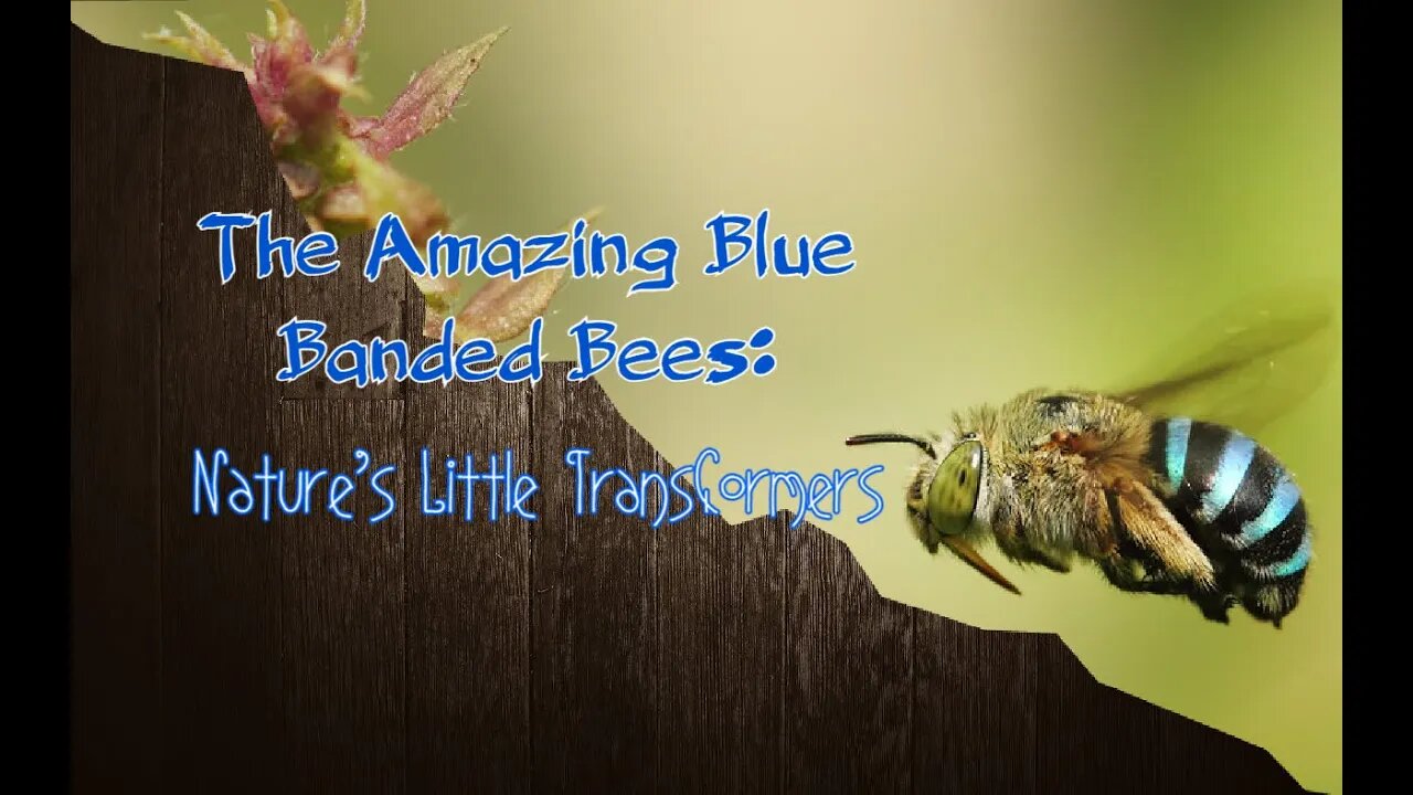 Nature's Little Transformers: The Amazing Blue Banded Bees