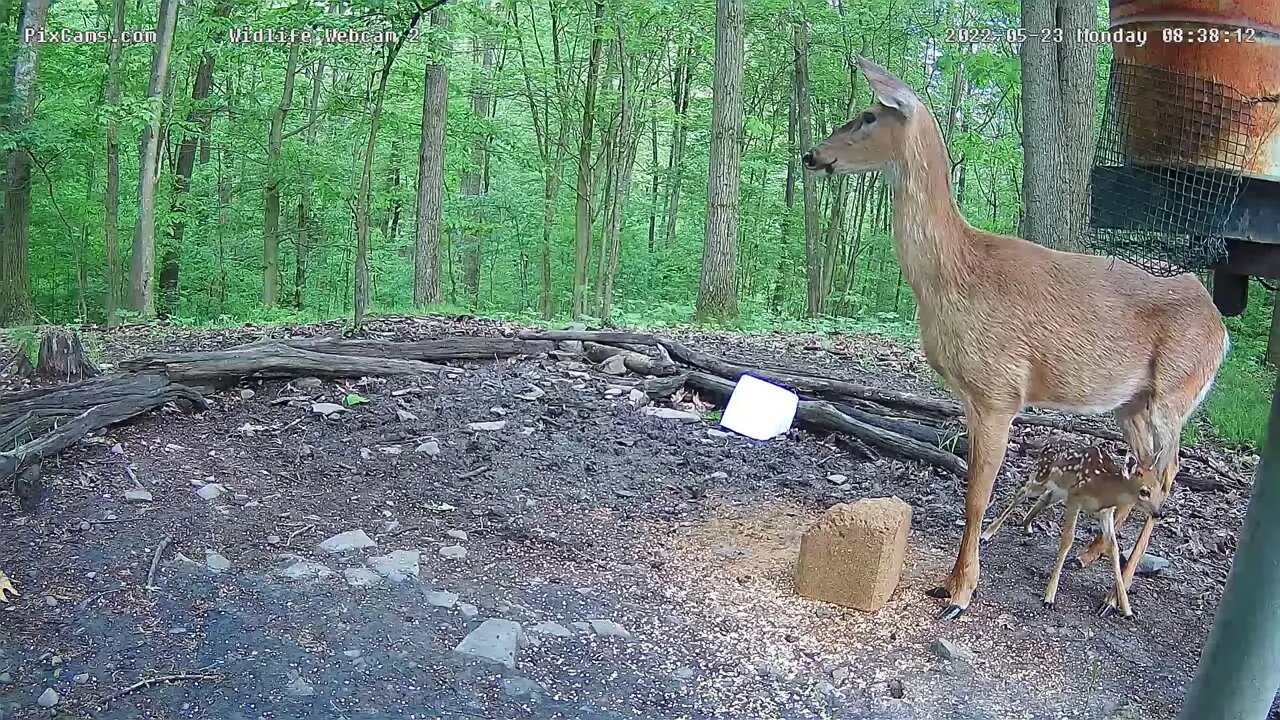 Bellas fawn nursing and getting a bath 5/23/22