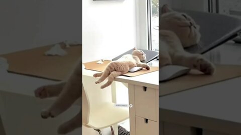 funny cat videos | cute cat videos| cute animals funny cats #shorts #shortsfunny #cutecat #funnycat