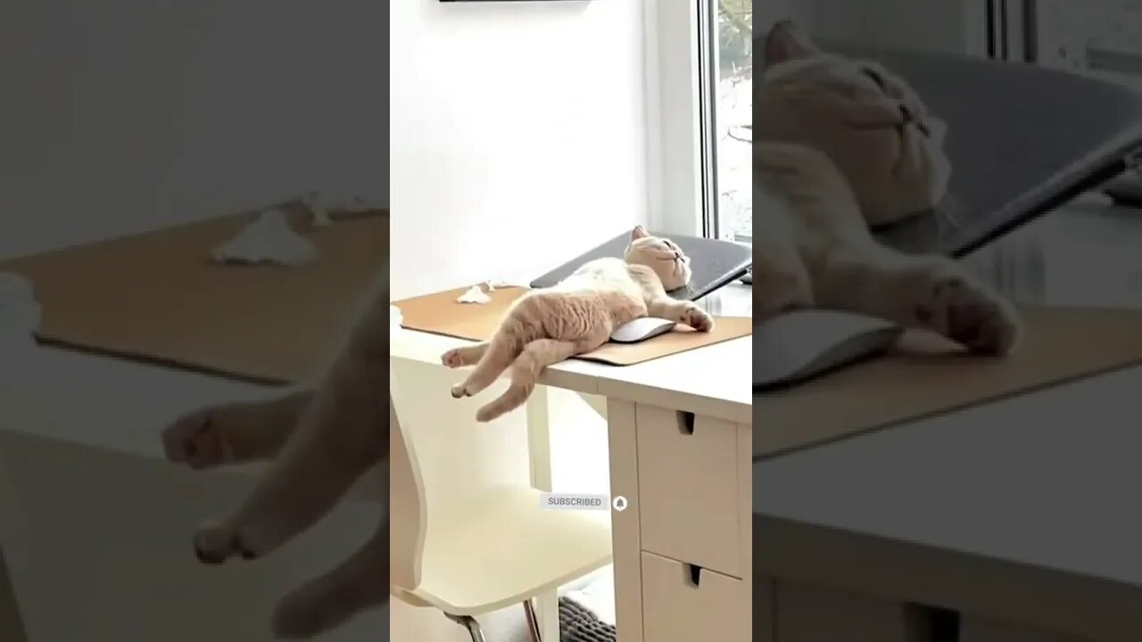 funny cat videos | cute cat videos| cute animals funny cats #shorts #shortsfunny #cutecat #funnycat