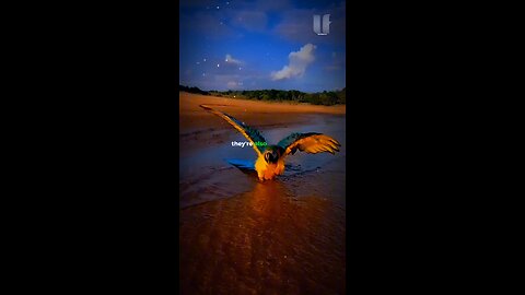 Unwitting Facts about Macaws!