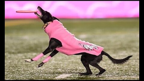 Dog sets frisbee record for longest catch during Canadian football game
