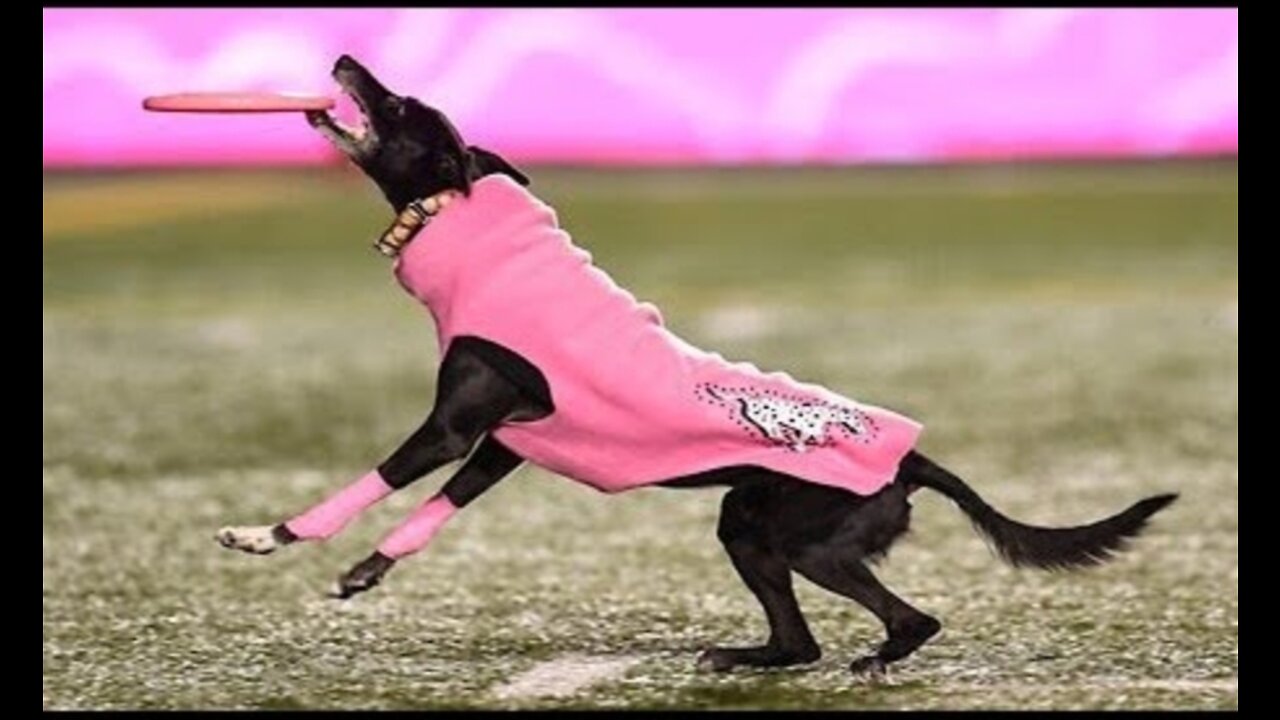 Dog sets frisbee record for longest catch during Canadian football game