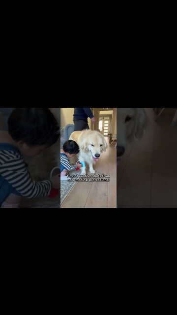 1Min Animal World #dogs #cats #pet