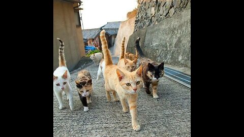 🐾Cats on a mission 😹😹😻 The secret life of pets