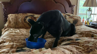 Storm Nervous Florida Great Dane Enjoys Breakfast In Bed