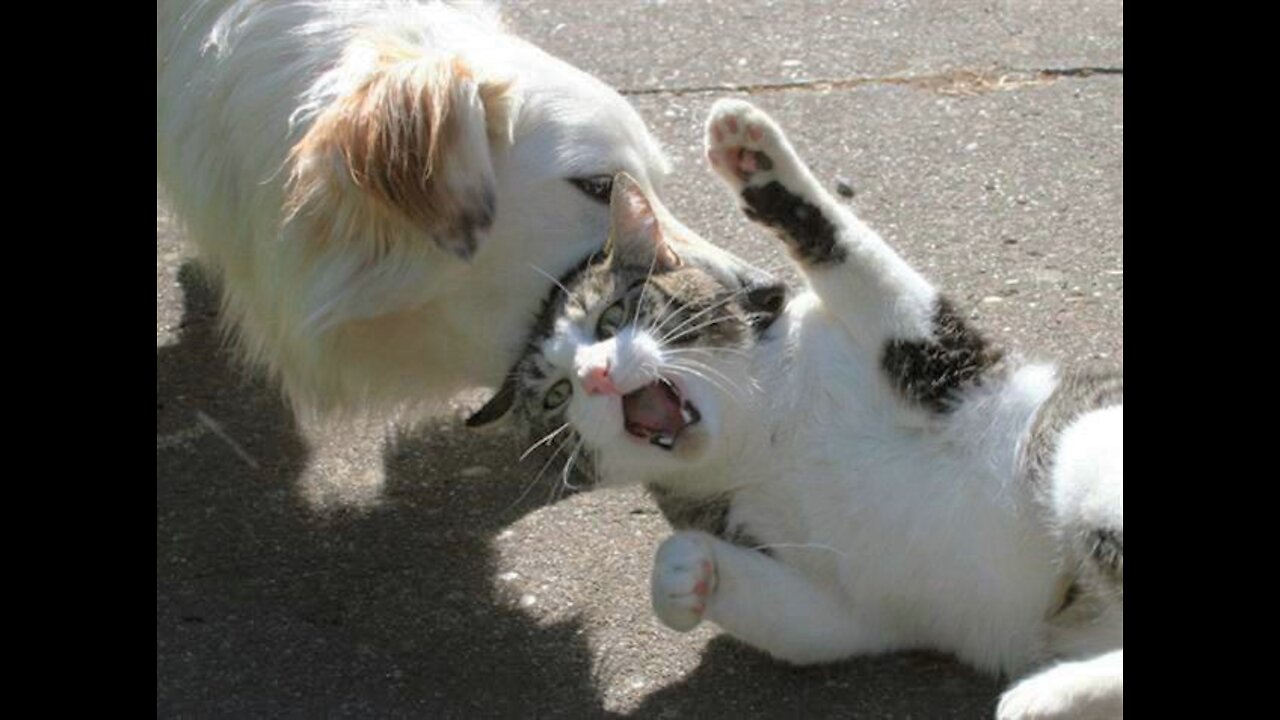 cat vs dog funny romantic fighth