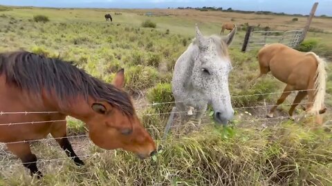 Ka Lae Horses of South Point Big Island Hawaii