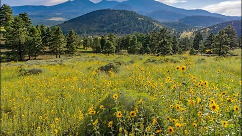 Drive & Shoutouts! Pine trees & Sunflowers!! 🌻