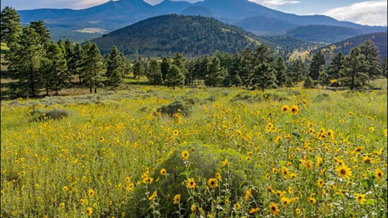 Drive & Shoutouts! Pine trees & Sunflowers!! 🌻