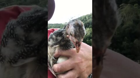 Injured guinea fowl keet wing is better. Reintroducing her to free range, she gets tired 💕