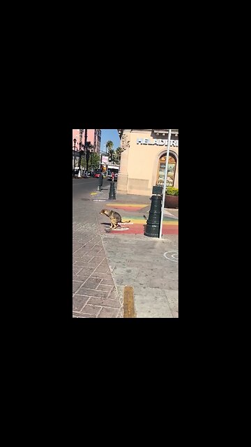 That dog had no intention of going home with all that crap.