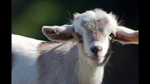 Baby Mountai Goat Get Curious