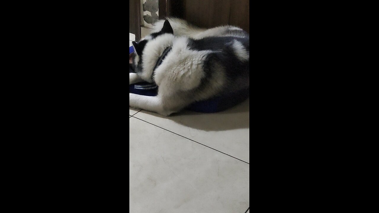 Shadow (husky) sat on meeko's bed