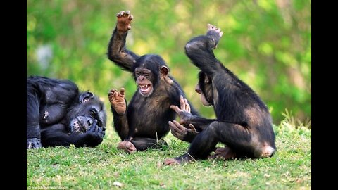 Aren't monkeys just the funniest? - Funny monkey compilation