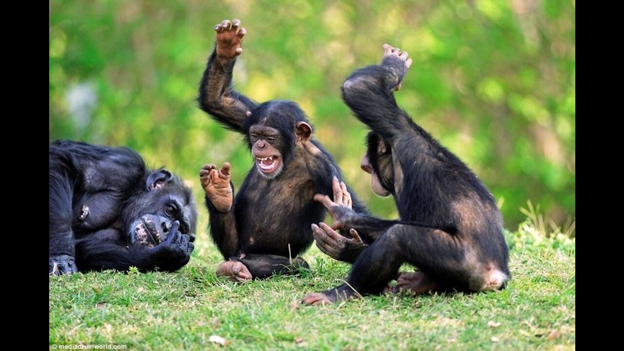 Aren't monkeys just the funniest? - Funny monkey compilation