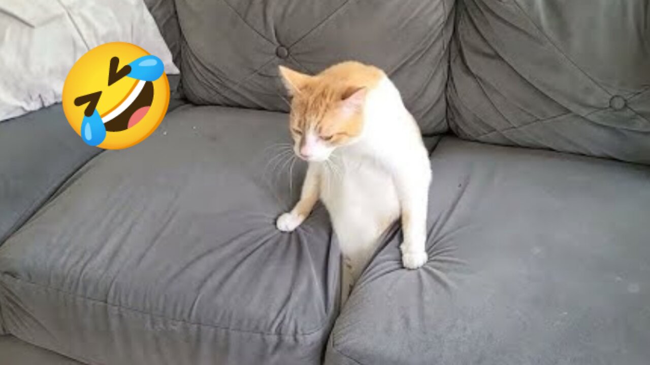 Funny Cat Videos of 2024 😍 Try not to laugh