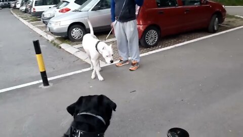 🐕🐶Dog Argentino and Rottweiler