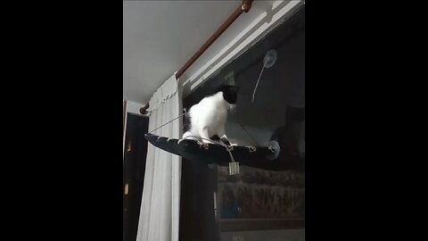 Cute cat falling video #cats #funny