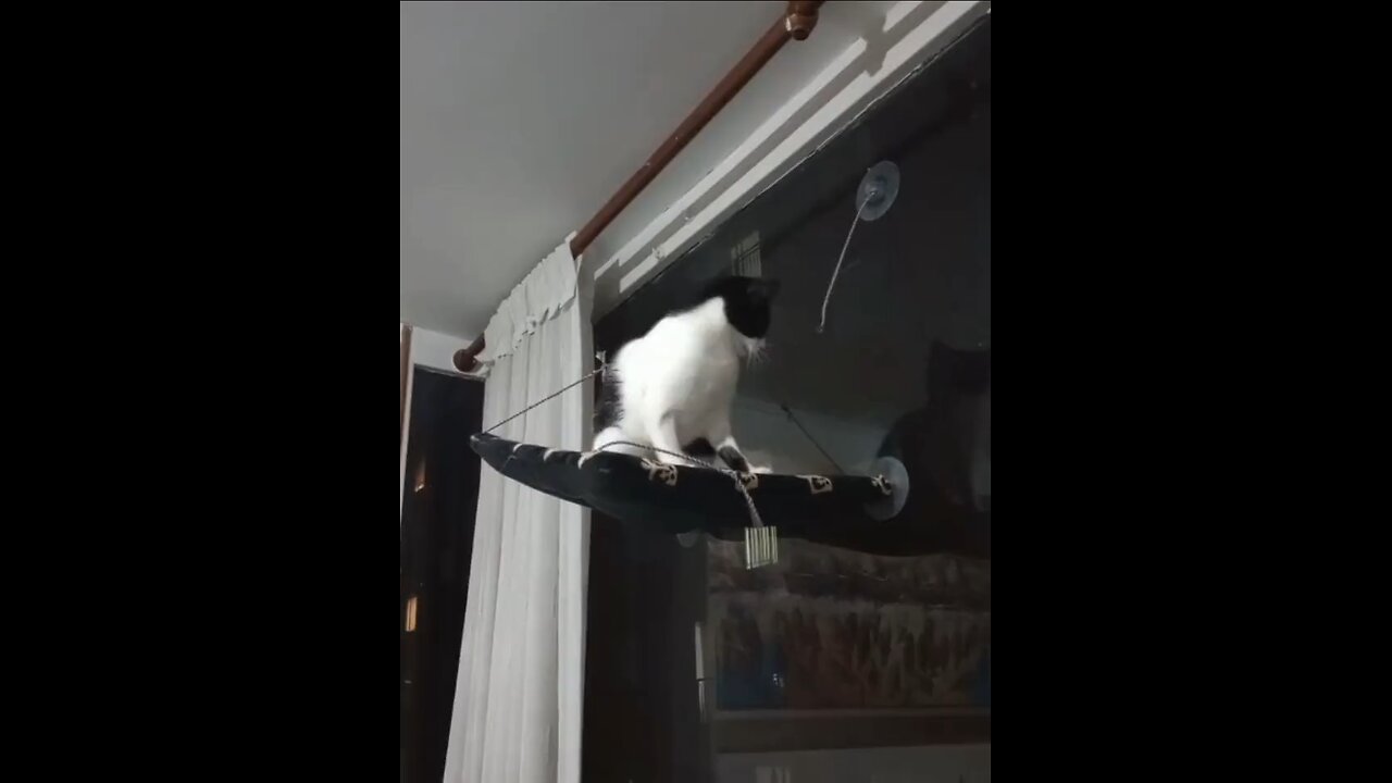 Cute cat falling video #cats #funny
