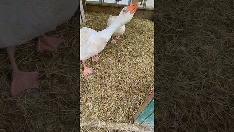 #goose #shorts